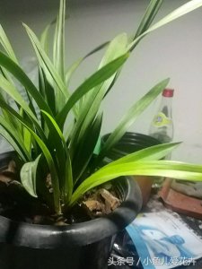 ​石兰怎么养护（石兰种植小技巧，三分钟学会，根粗叶厚不招虫）