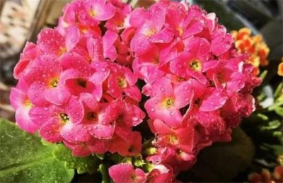 ​耐阴的十种室内花卉 长寿花第一名 君子兰暂居第二