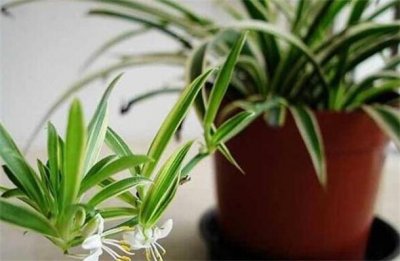 ​十大除甲醛植物排名 吊兰第一，虎皮兰第二