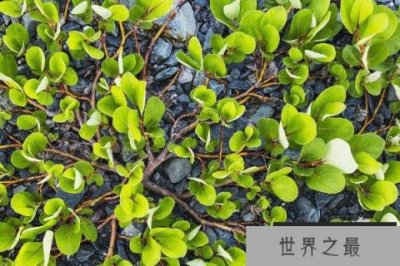 ​世界上最小的树叫什么树？矮柳高不过5厘米