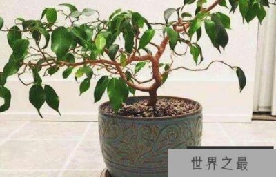 ​夜间释放氧气的十大植物排名第一