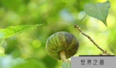 ​世界上最危险的树 沙盒树果实成熟后会炸开(威力比较大)
