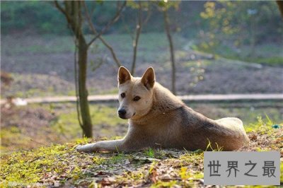 ​土狗是中华田园犬吗 土狗的历史由来是怎样