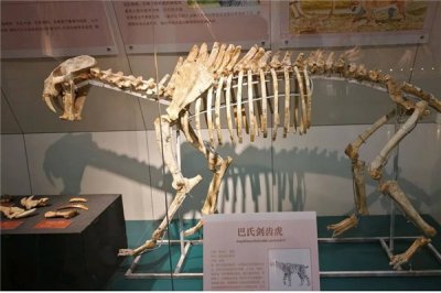 ​巴氏剑齿虎：森林里的王者（外形和老虎类似的一种动物）