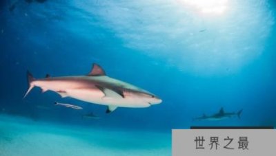 ​世界上最小的鲸鱼：小头鼠海豚，体长1.5米，预计2022年灭绝