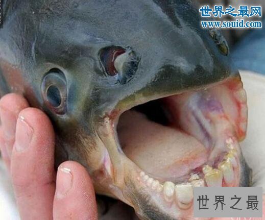 世界上最奇葩的鱼类,人齿鱼专攻男人睾丸
