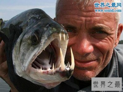 ​世界上最奇葩的鱼类，人齿鱼专攻男人睾丸