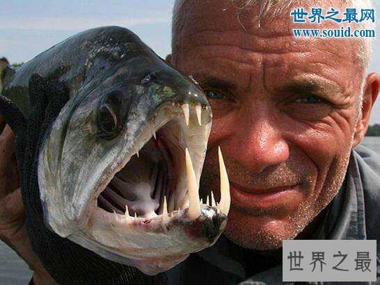 世界上最奇葩的鱼类,人齿鱼专攻男人睾丸