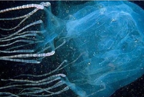 石头鱼鸡心螺箱水母,名字外表不起眼实际一摸致命的海洋生物