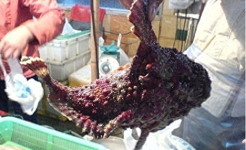 石头鱼鸡心螺箱水母,名字外表不起眼实际一摸致命的海洋生物