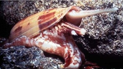 ​石头鱼鸡心螺箱水母，名字外表不起眼实际一摸致命的海洋生物