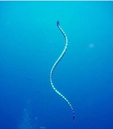 石头鱼鸡心螺箱水母,名字外表不起眼实际一摸致命的海洋生物