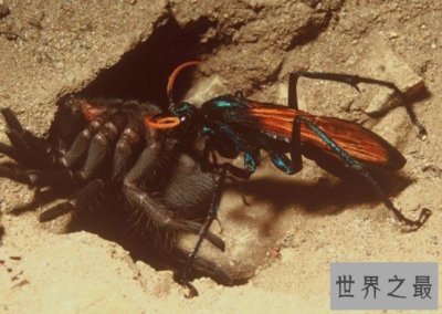 ​沙漠蛛蜂 世界第二痛昆虫