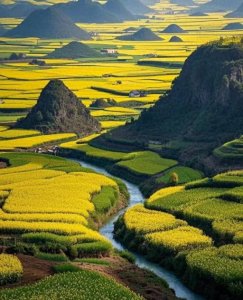 ​云南曲靖罗平万亩油菜花提前开放，这份旅游干货攻略记得收藏好