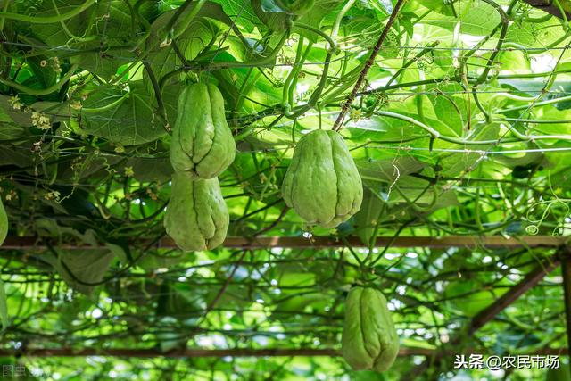 佛手瓜种植的方法和技术（佛手瓜栽培技术）(10)
