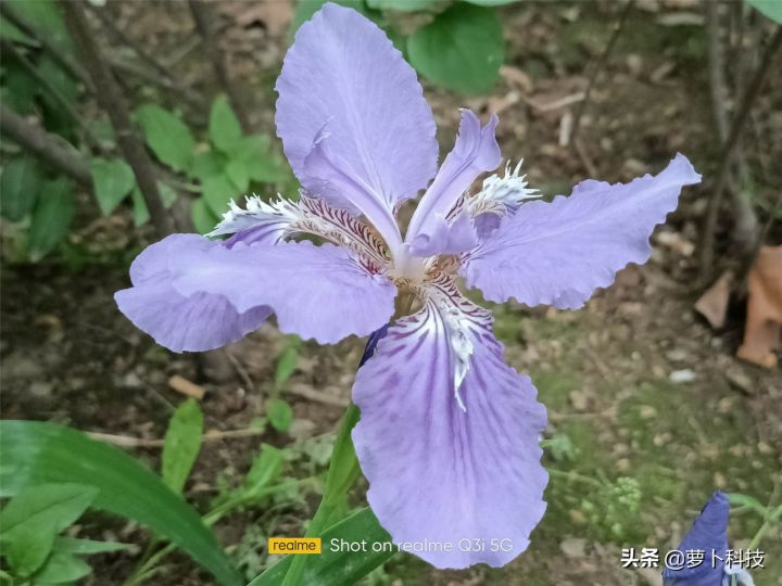 真我q3i配置（真我Q3i外观体验评测分享）