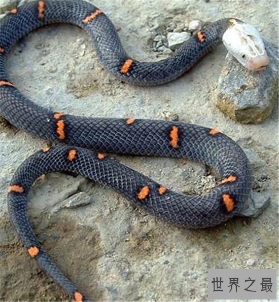 白头蝰喜欢独自生活,对生存环境要求高导致稀少