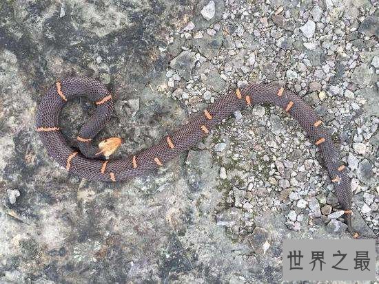 白头蝰喜欢独自生活,对生存环境要求高导致稀少