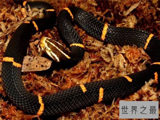 白头蝰喜欢独自生活,对生存环境要求高导致稀少