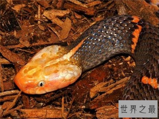 白头蝰喜欢独自生活,对生存环境要求高导致稀少