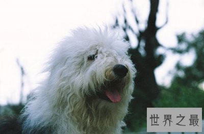 ​英国古代牧羊犬如何选购，行家挑选技巧大分享！