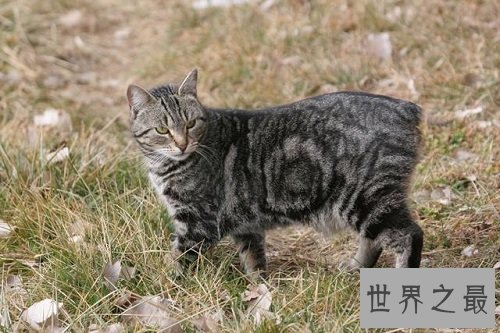 马恩岛猫为什么没有尾巴?世界上唯一无尾的猫种!