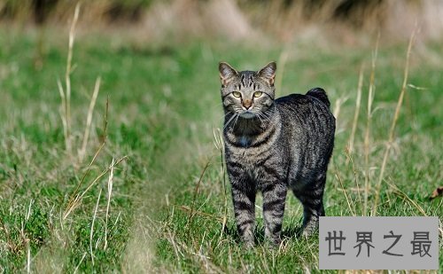 马恩岛猫为什么没有尾巴?世界上唯一无尾的猫种!