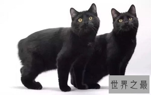 马恩岛猫为什么没有尾巴?世界上唯一无尾的猫种!