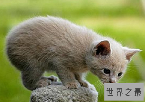 马恩岛猫为什么没有尾巴?世界上唯一无尾的猫种!