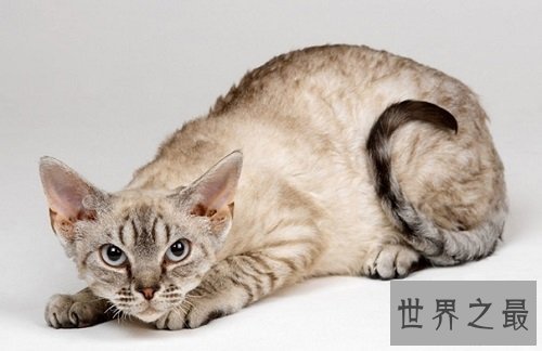 马恩岛猫为什么没有尾巴?世界上唯一无尾的猫种!