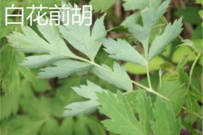 ​白花前胡和毛前胡的区别