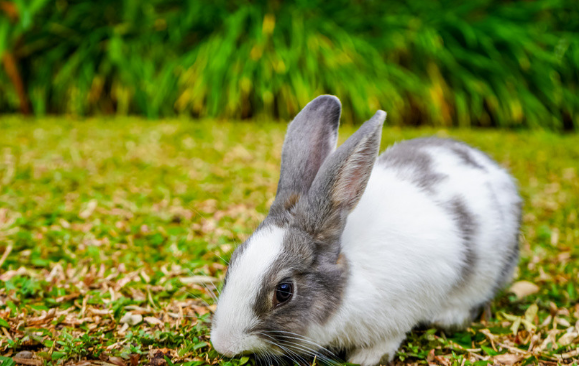 答案来了!避军三舍是什么生肖，打一生肖动物