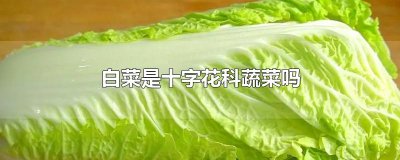 ​白菜是十字花科蔬菜吗