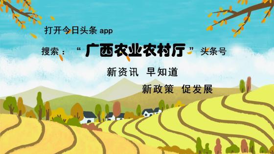 立冬吃哪些食物最好(立冬来了吃什么)(6)