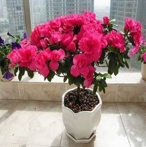 杜鹃花养殖方法（手把手教你养好杜鹃花轻松花开爆盆）