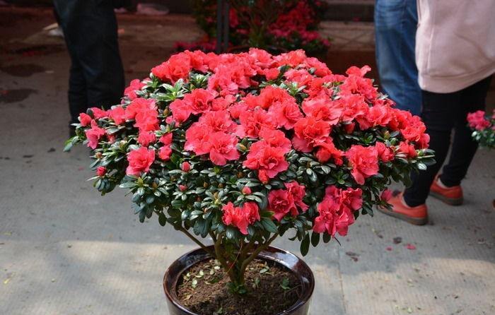 杜鹃花养殖方法（手把手教你养好杜鹃花轻松花开爆盆）