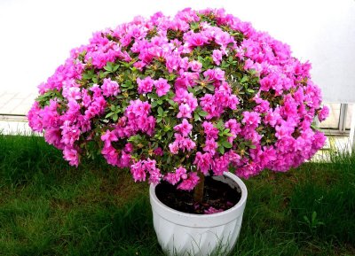 ​杜鹃花养殖方法（手把手教你养好杜鹃花轻松花开爆盆）