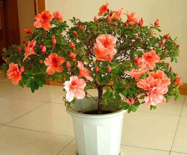 杜鹃花养殖方法（手把手教你养好杜鹃花轻松花开爆盆）