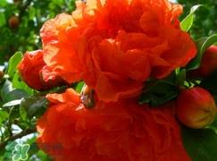 石榴花花语代表什么意思？石榴花花语是什么意思
