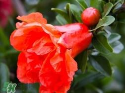 石榴花花语代表什么意思？石榴花花语是什么意思