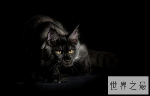 世界上最长的猫,这是颜值最高的猫了。