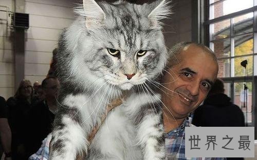 世界上最长的猫,这是颜值最高的猫了。