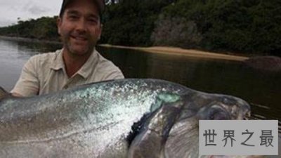 ​世界上最大的淡水鱼，身长两米七寿命30年！