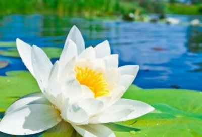 ​胡萝卜发芽后能吃吗？有毒吗？紫萝卜发芽后能吃吗？有毒吗？