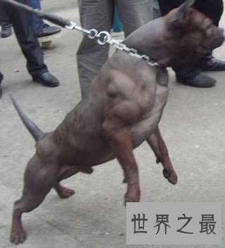 看似憨厚笨重实则机灵敏捷的川东猎犬是什么样的