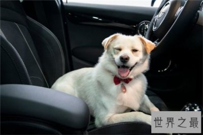 ​微笑狗事件死了多少人？看过需要传播才能摆脱影响