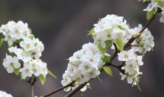 梨花树会结梨子是真的吗？ 梨花树上长梨是真的吗？