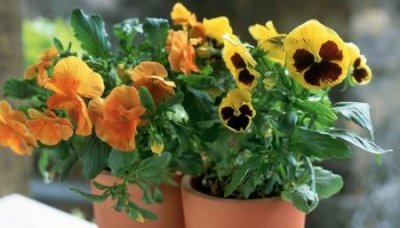 花生莲子粥的做法与功效莲子粥花生粥做法