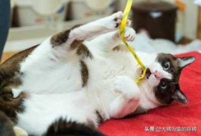 狗狗喝牛奶会怎么样狗狗长期喝牛奶会怎么样