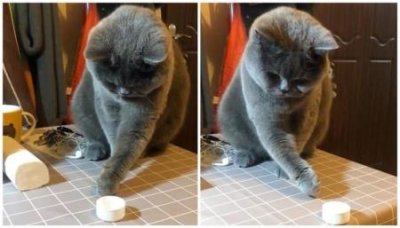 ​猫能吃蛋糕吗？
